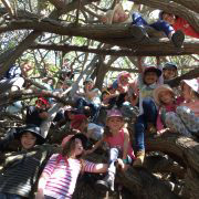 Lots of kids in a tree