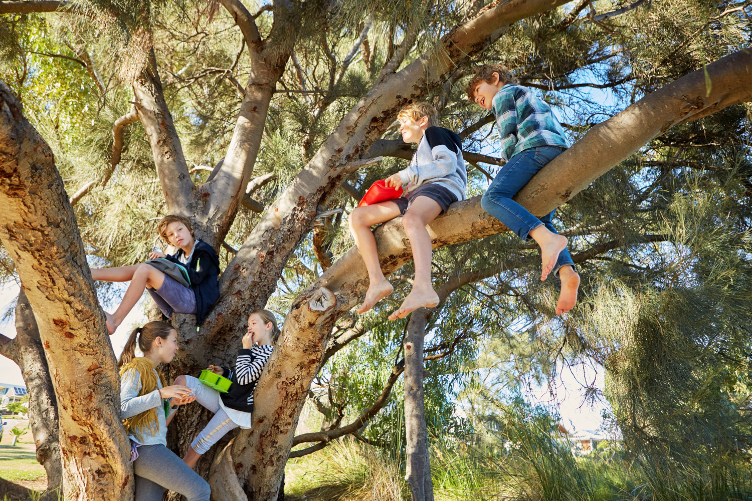 children sitting in a large tree