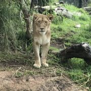 Lion at zoo