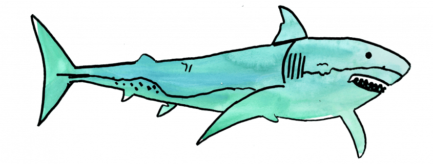 Drawing of shark