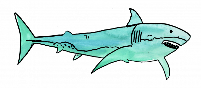 Drawing of shark