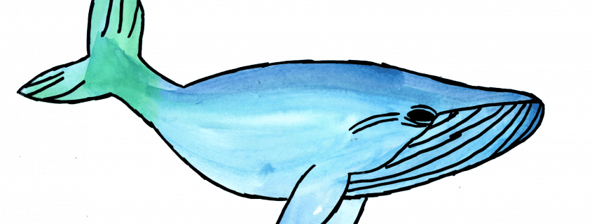 Drawing of whale