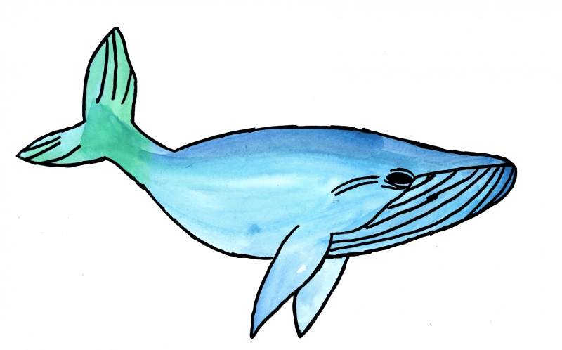 Drawing of whale