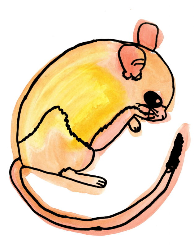 drawing of a mouse