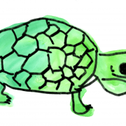 Drawing of a turtle