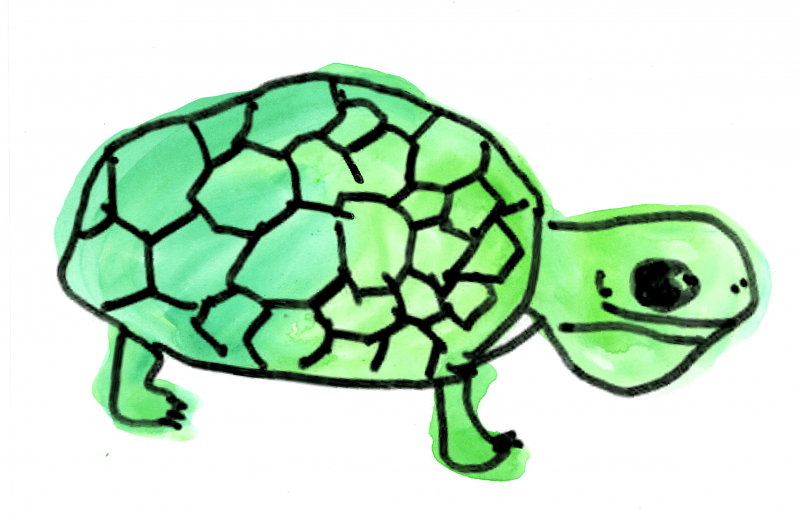 Drawing of a turtle